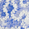 Blue Bloom