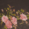 Antique Roses