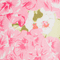 Colour swatch: Cherry Blossom