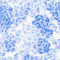 Colour swatch: Azure Meadow