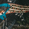 Blue Peacock
