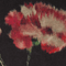 Colour swatch: Poppy