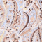 Delicate Paisley