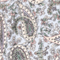 Blue Paisley