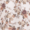 Vintage Posy